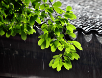 关于黄时雨名言名句
