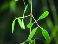 有关海桑名言