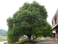 《这眼岁带实生认便要和大，有你刚好》小说摘抄大全