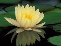 最新的陆菱纱名言名句