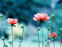 可为土句子