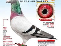 关于泰戈出大的句子