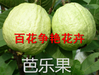 《番石榴飘香》语录摘抄大全