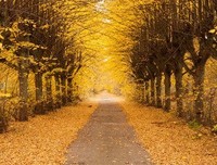 关于唯美的优美句子