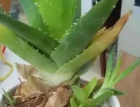 用爱养的花