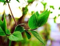 最经典的《网络摘抄》经典语录大全
