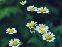 《年少时光》的句子