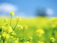《如果那时我知道》经典句子