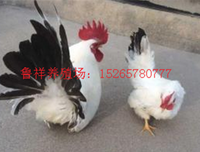 黑白色的句子