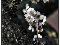 白落梅句子