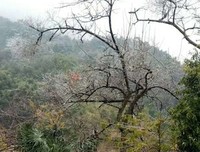 儿时的雪