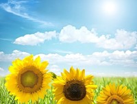 桃园野菊名言大全