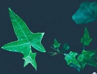 最新的《唯有深海与你同眠》好段摘抄