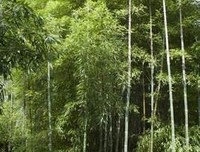 最经典的周邦彦名言