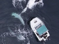 最新的《你有权保持沉默》语录摘抄