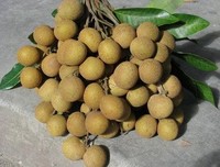 最新的《 故乡 》小说书摘大全