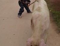 杀猪过年