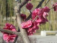 关于寒锋的座右铭