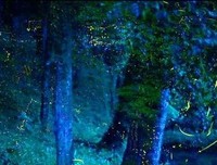 关于流萤名言