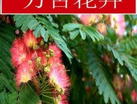 夜合欢