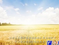 最经典的《你的孤独虽败犹荣》经典的句子大全