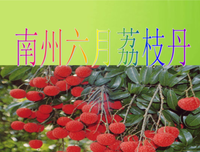 关于发多克游哲的句子
