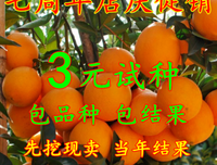 桔子树名言