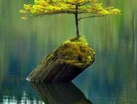 薰衣草╬淡淡楿╬经典名句