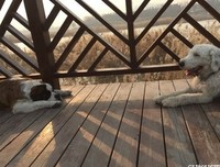 《 隔岸观火痛不痛。》的句子