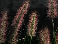 最新的《落花时节又逢君》经典名句大全