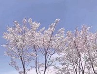最新的《白城的国主种人过情书》经典的句子