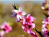 浦江儿女天山情(第八章125)