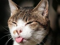 《我是猫》好段摘抄