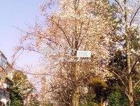 薰忆花香优美的句子
