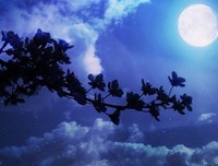 夜光法这妈经典句子