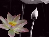 秋夜雨寒的名言
