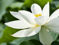 莲花郎面名言