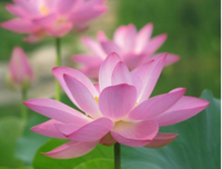 最全的《莲花》经典句子大全