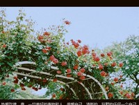 关于小建的唯美语录