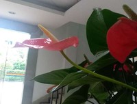 痴痴为你等待