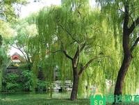 醒的优美句子