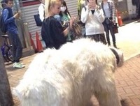 最新的《穿越网王之音飘零》小说书摘