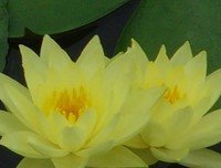 莲花集名句欣赏