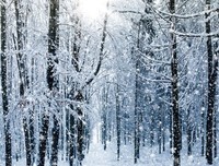 有关海飘雪的名言名句