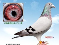 关于何奇的语句