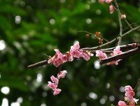 关于情字的优美句子