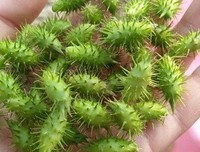 最全的《苍耳》经典名句