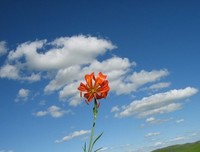 描写便便的语句摘抄