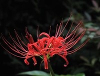 最新的《曼珠沙华》小说句子