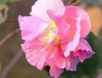 关于木芙蓉的唯美语录